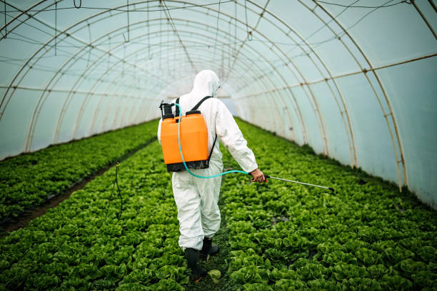 Best Affordable Pest Control Services  in Port Isabel, TX