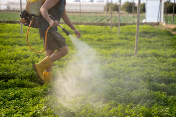 Best Wasp Removal Services  in Port Isabel, TX