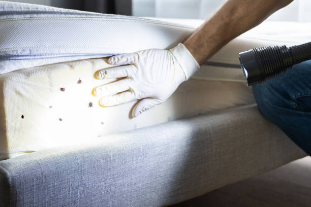 Best Wasp Removal Services  in Port Isabel, TX