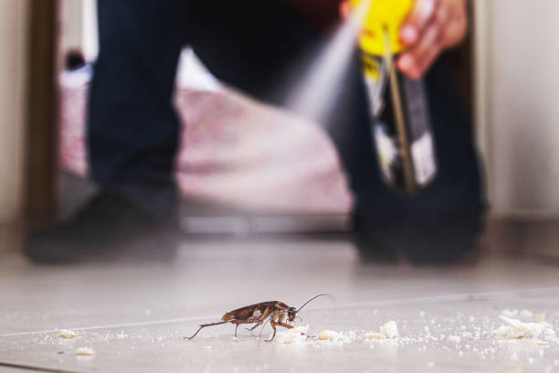 Best Pest Removal Services  in Port Isabel, TX