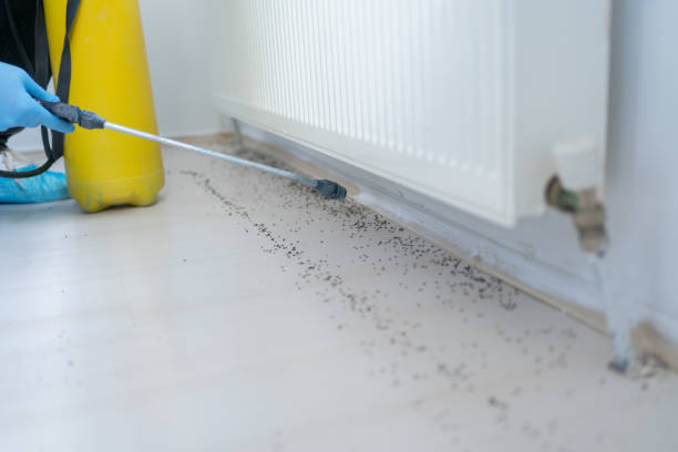 Best Pest Control for Restaurants  in Port Isabel, TX